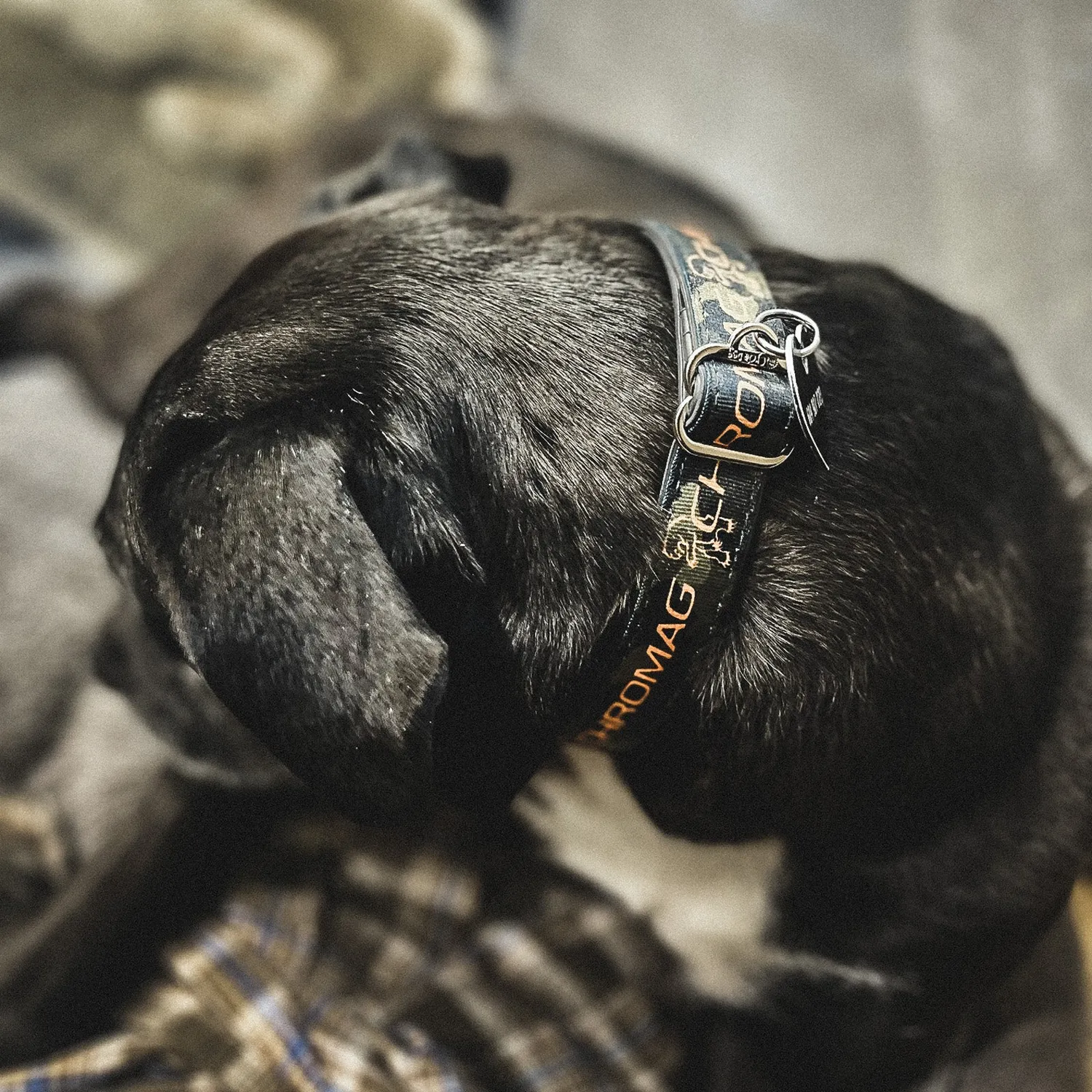 Chromag Dog Collar hundehalsbånd Earth genbrugsgummi