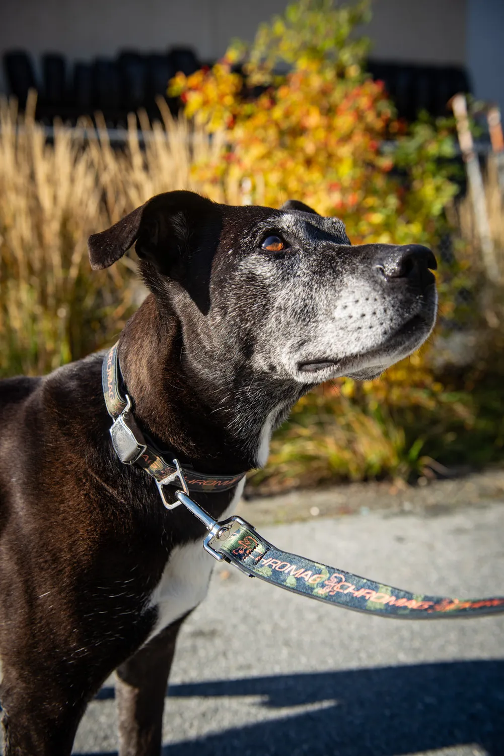 Chromag hundesnor 183 cm genbrugsslange