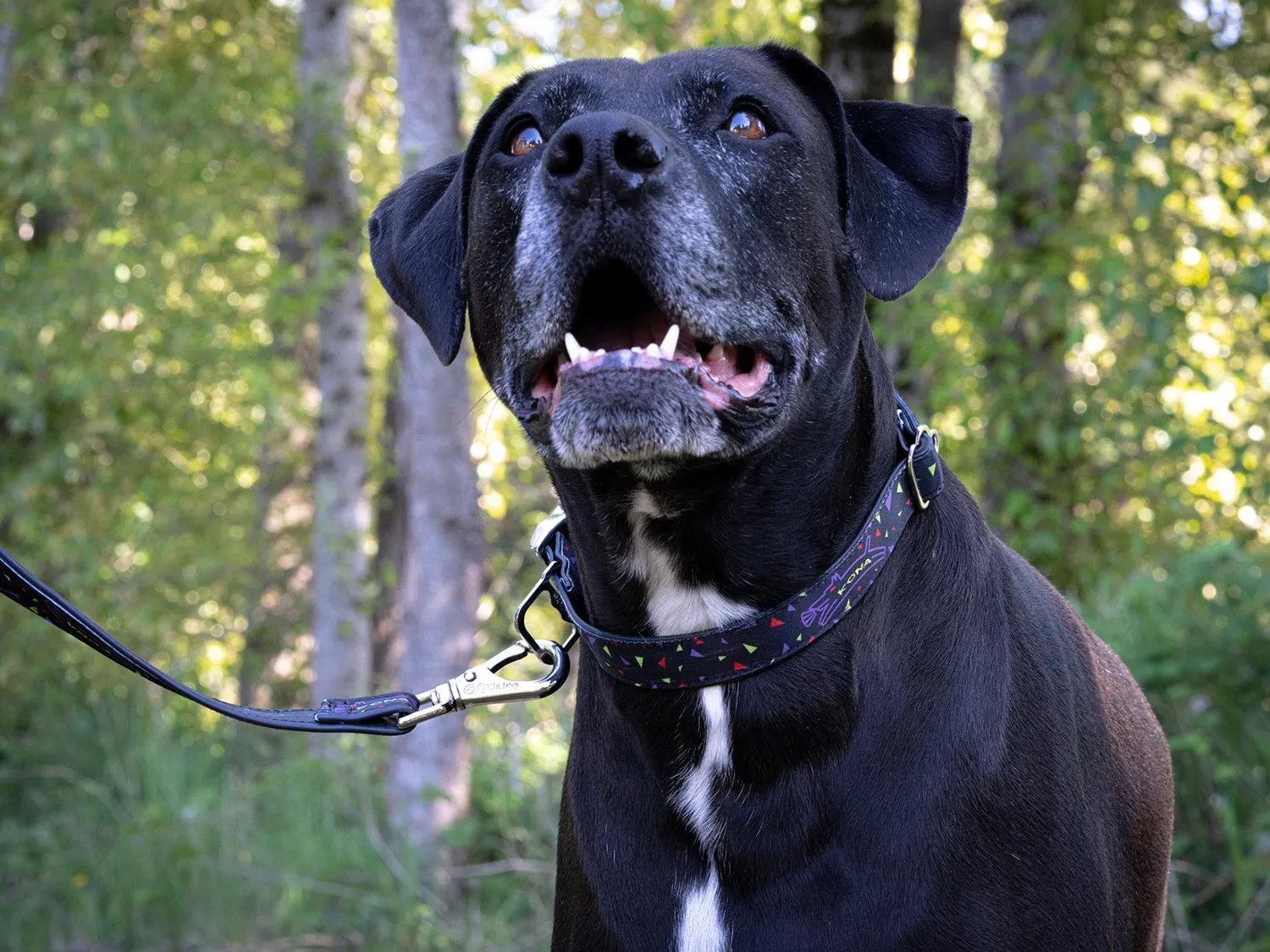 Kona Dog Leash hundesnor 6ft vandtæt