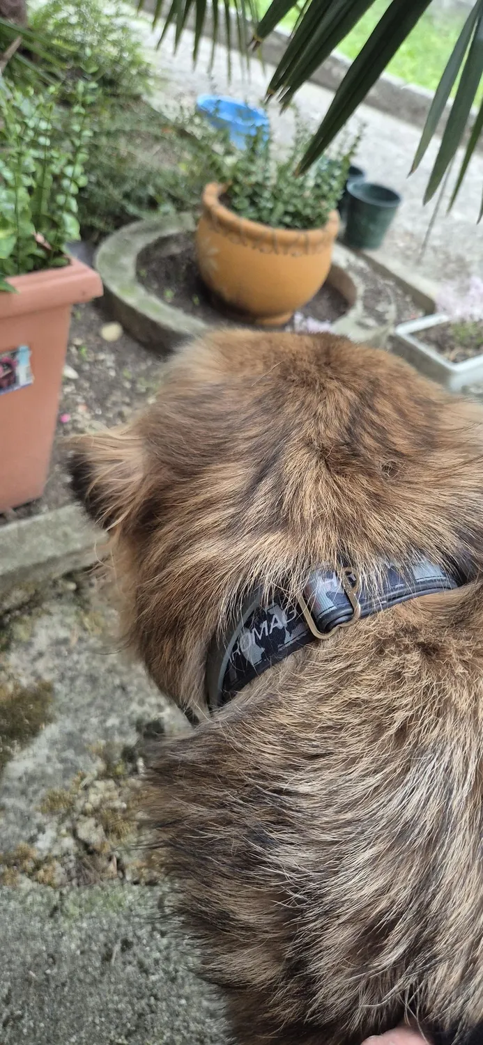 Chromag Dog Collar hundehalsbånd Earth genbrugsgummi